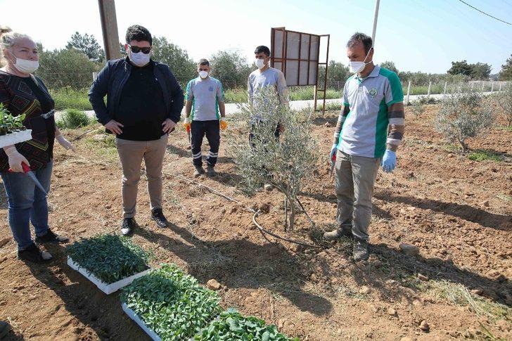 Buca’da korona virüsüne karşı gıda önlemi: 16 dönümde 40 bin fide G4