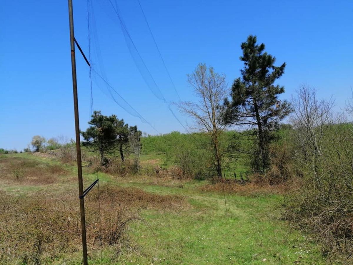 Saka kuşu avlamak i&ccedil;in ağ gerdiler