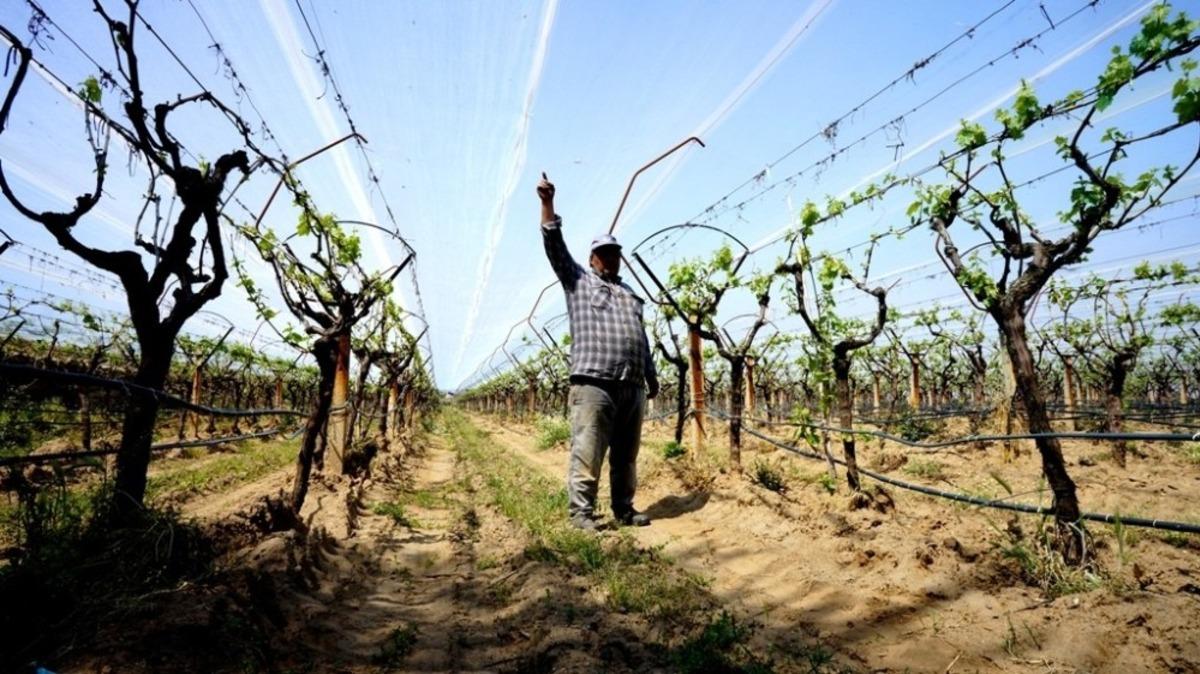 Manisa&rsquo;da &uuml;z&uuml;m bağlarında doluya karşı &ouml;nlem