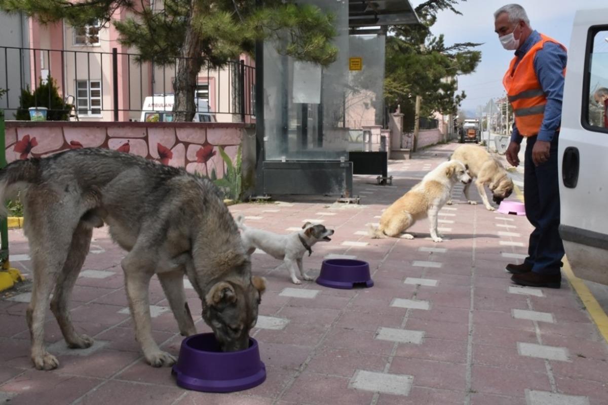 İn&ouml;n&uuml;&rsquo;de sokak hayvanları a&ccedil; kalmayacak
