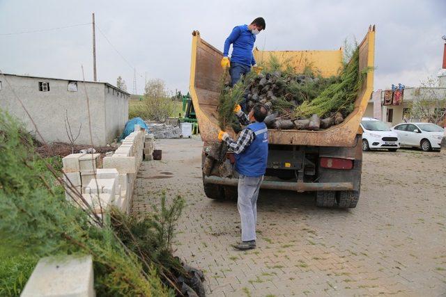 Haliliye’de yeşillendirme çalışmaları