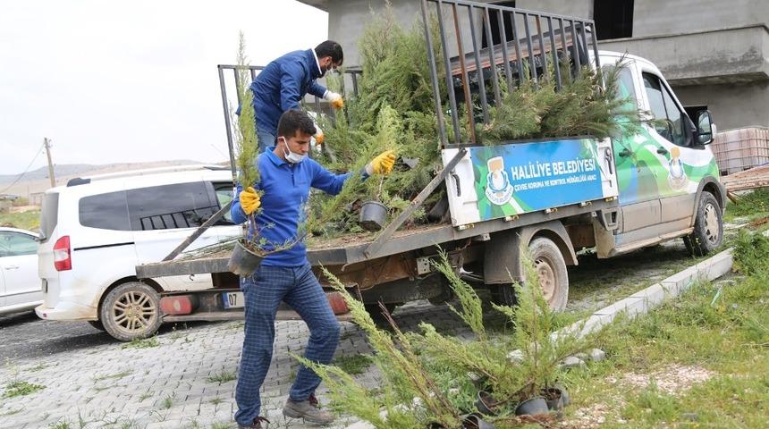 Haliliye&rsquo;de yeşillendirme &ccedil;alışmaları