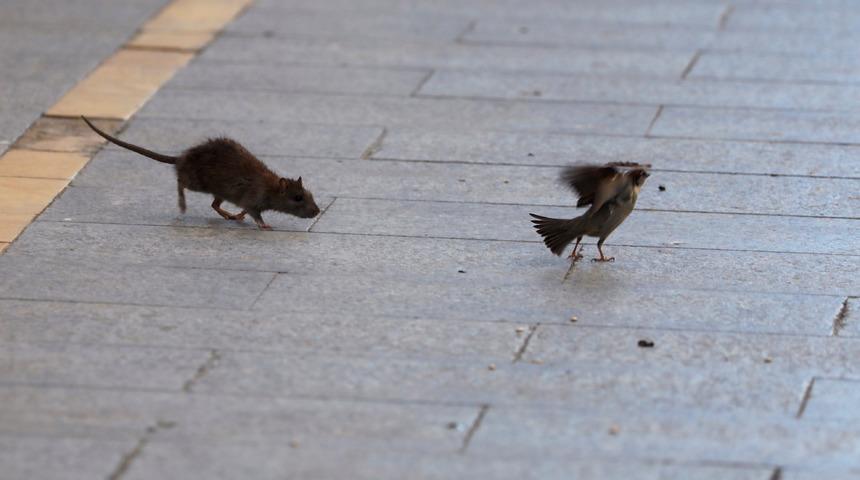 ABD'yi koronadan sonra fareler de tehdit ediyor