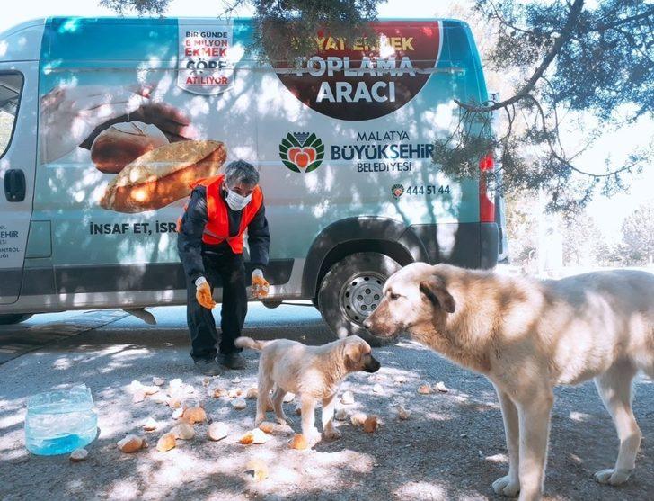 Malatya’da parklara sokak hayvanları için ekmek bırakılıyor G1