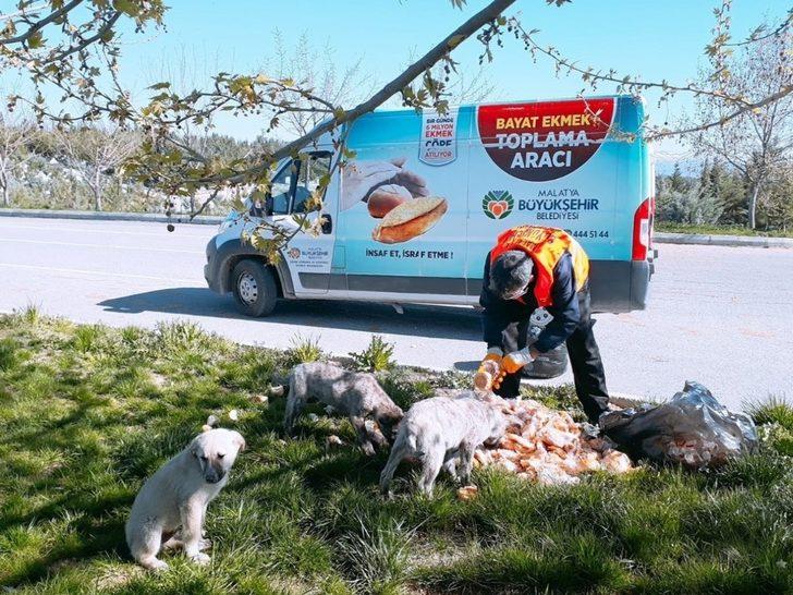 Malatya’da parklara sokak hayvanları için ekmek bırakılıyor G2