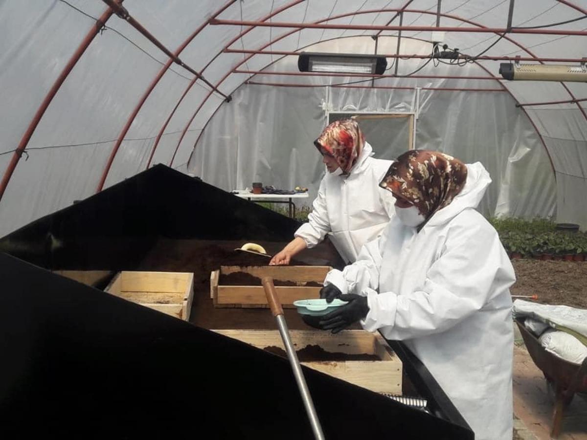 Safranbolu Belediyesi ilk &ccedil;i&ccedil;ek tohumlamasını yaptı