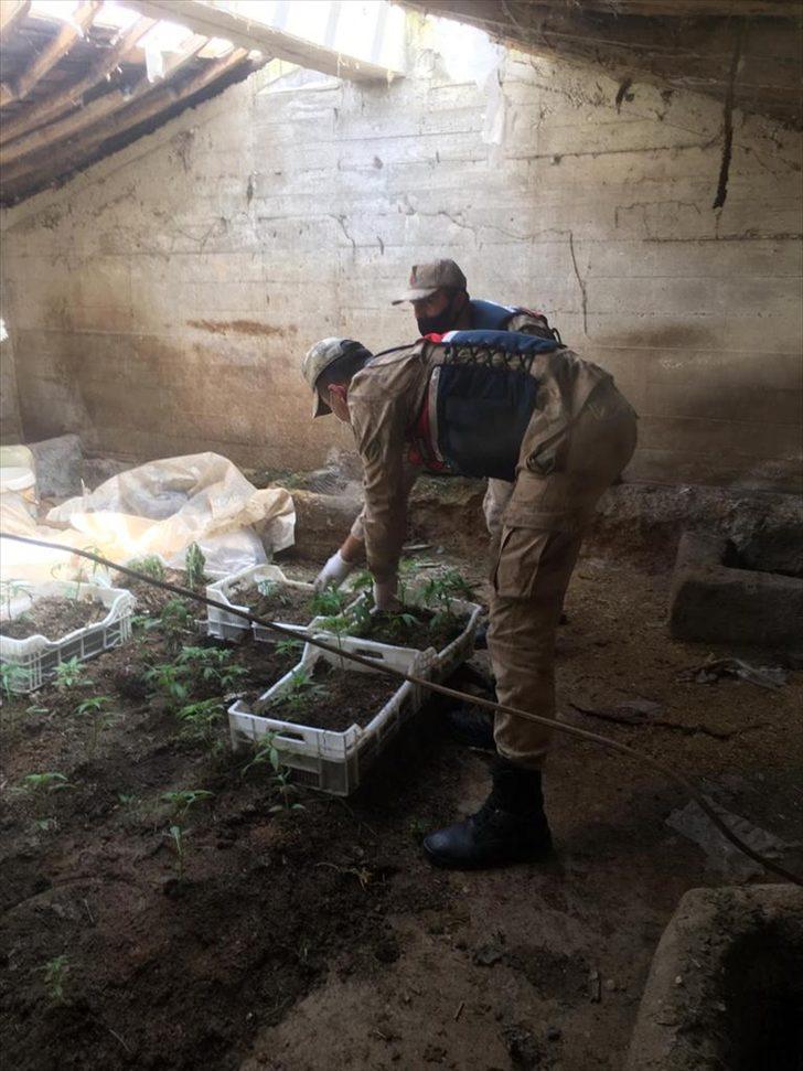 Besi damında kurduğu serada hint keneviri yetiştirdiği iddia edilen zanlıya gözaltı G1