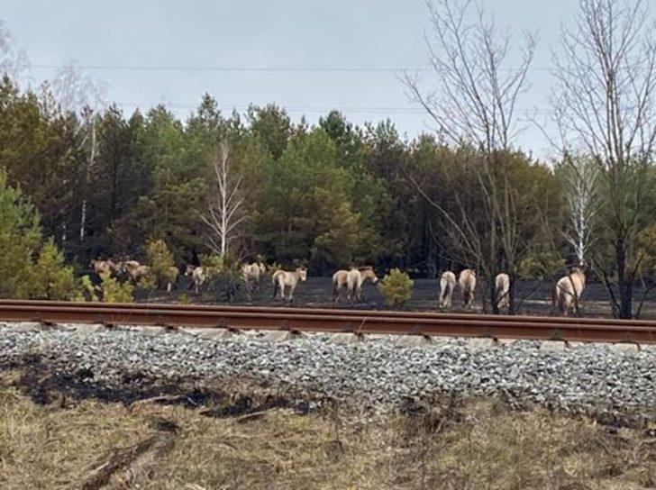 Çernobil’de 10 gündür süren yangın söndürüldü G2