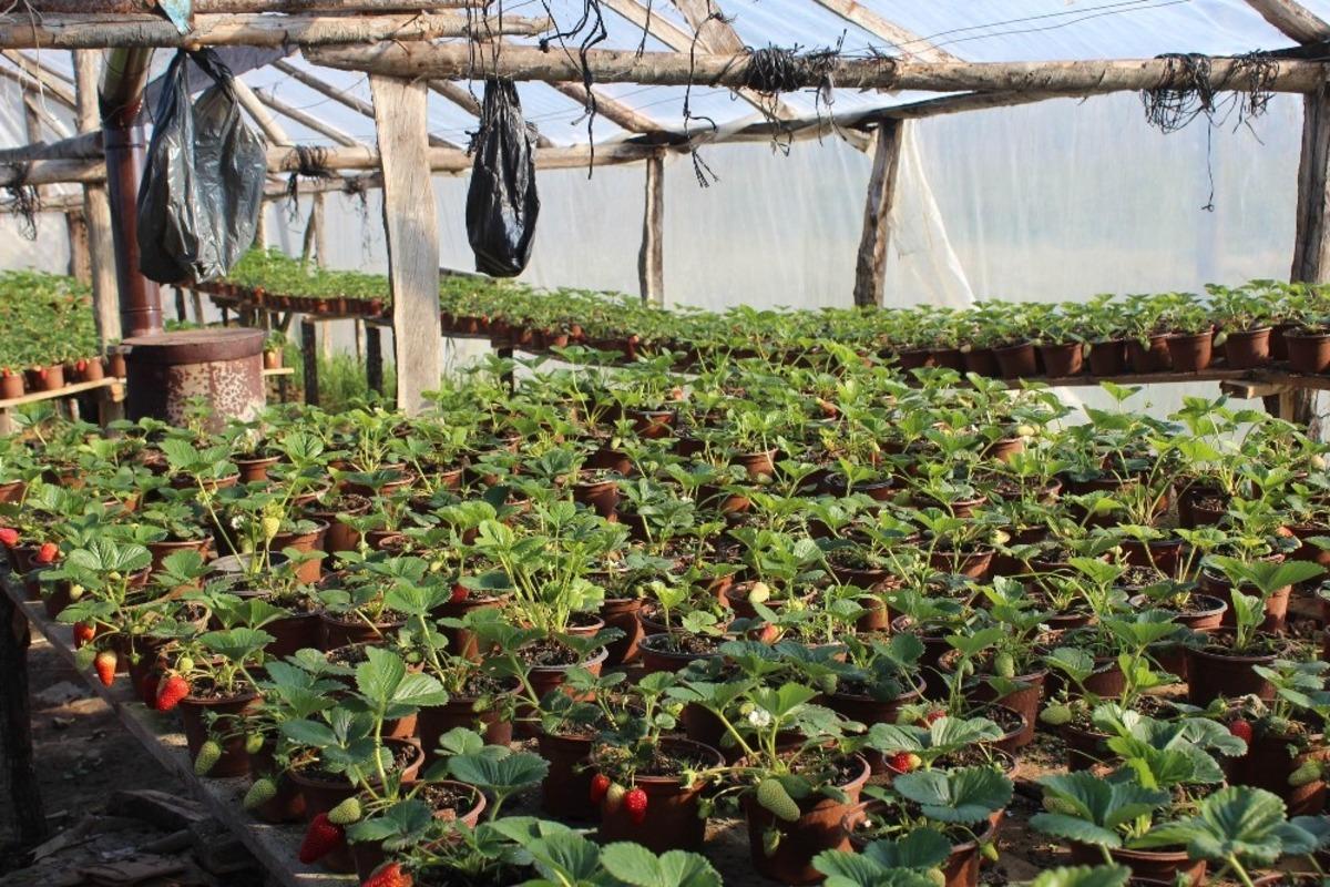 Korona vir&uuml;s salgını sonrası Milli Piyango bileti satamayınca &ccedil;ilek&ccedil;iliğe başladı