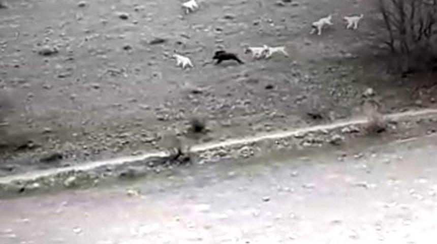 &Ccedil;oban k&ouml;peklerinin domuza saldırmaları kameraya yansıdı