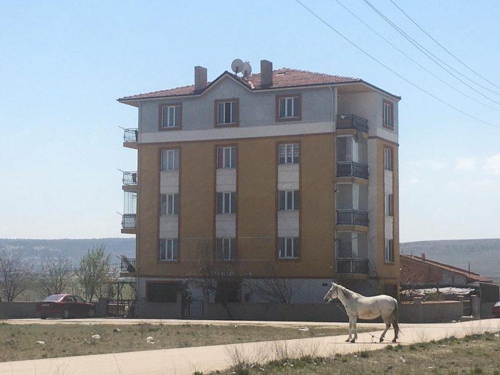 Başıboş atlara hala çözüm bulunamadı G1