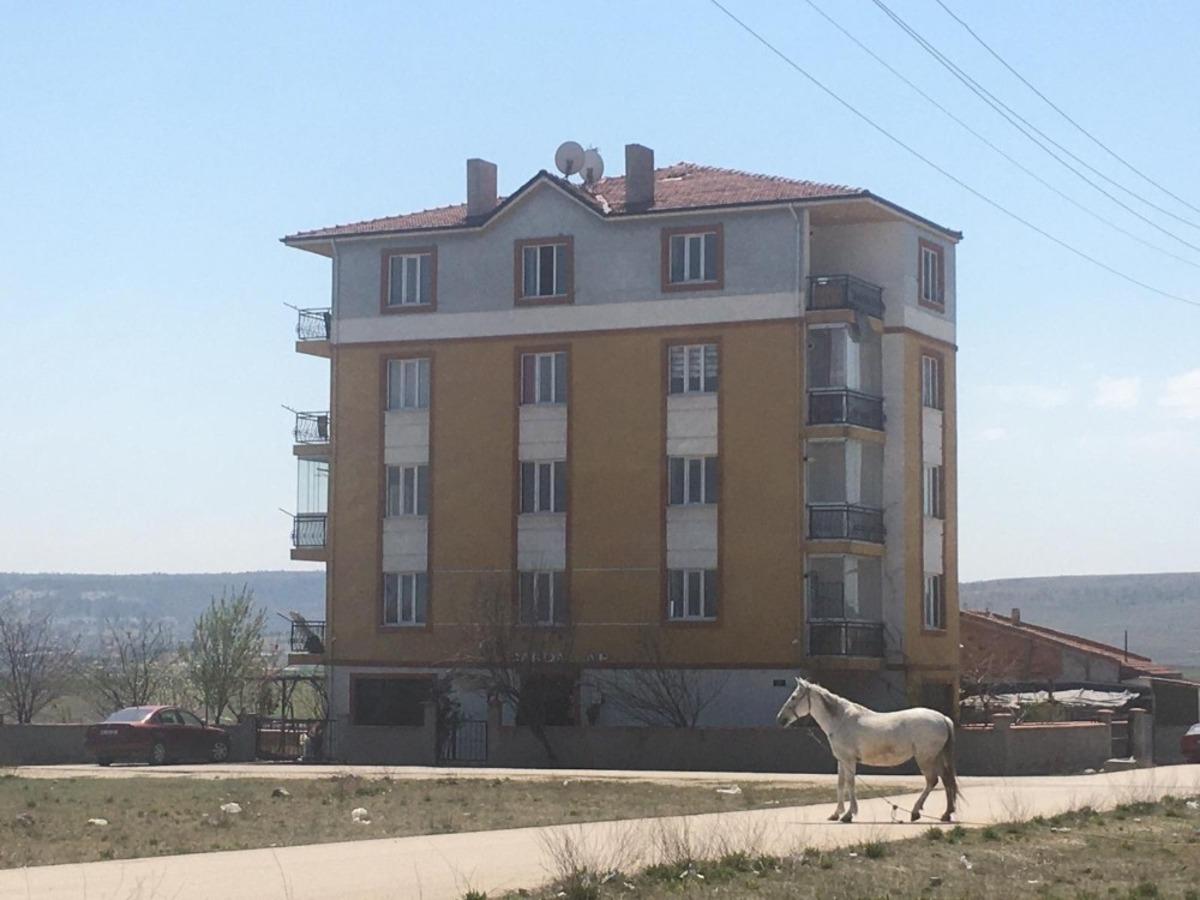 Başıboş atlara hala &ccedil;&ouml;z&uuml;m bulunamadı