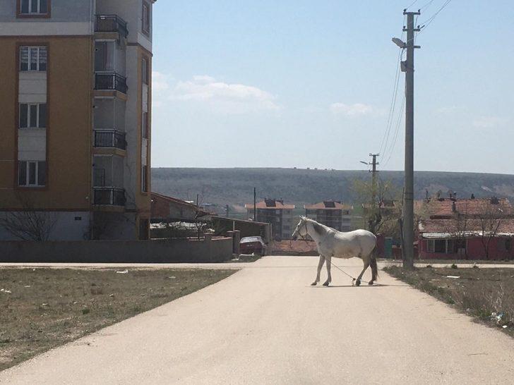 Başıboş atlara hala çözüm bulunamadı G2