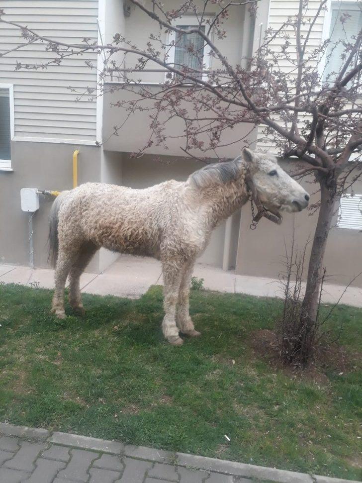 Başıboş atlara hala çözüm bulunamadı G3