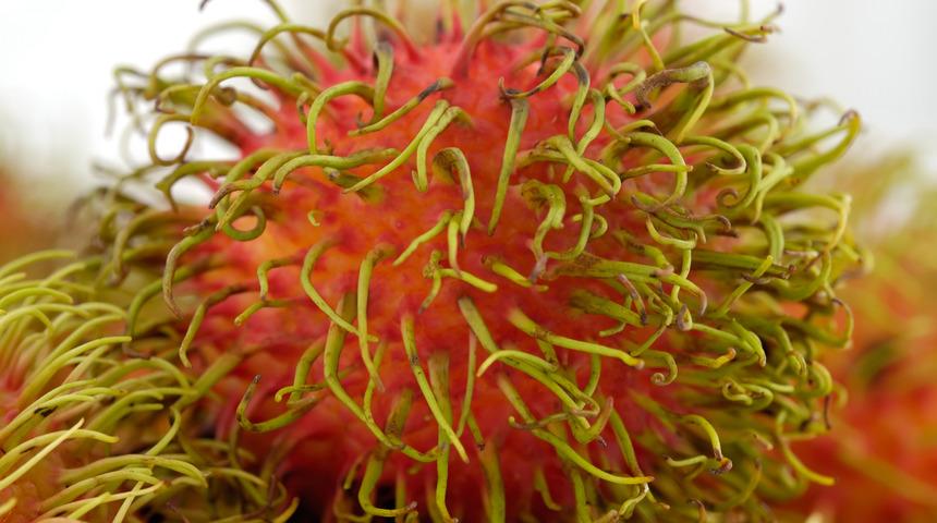 Bu meyveleri ilk kez göreceksiniz! Dünyanın en garip görüntüsüne sahip meyveleri...