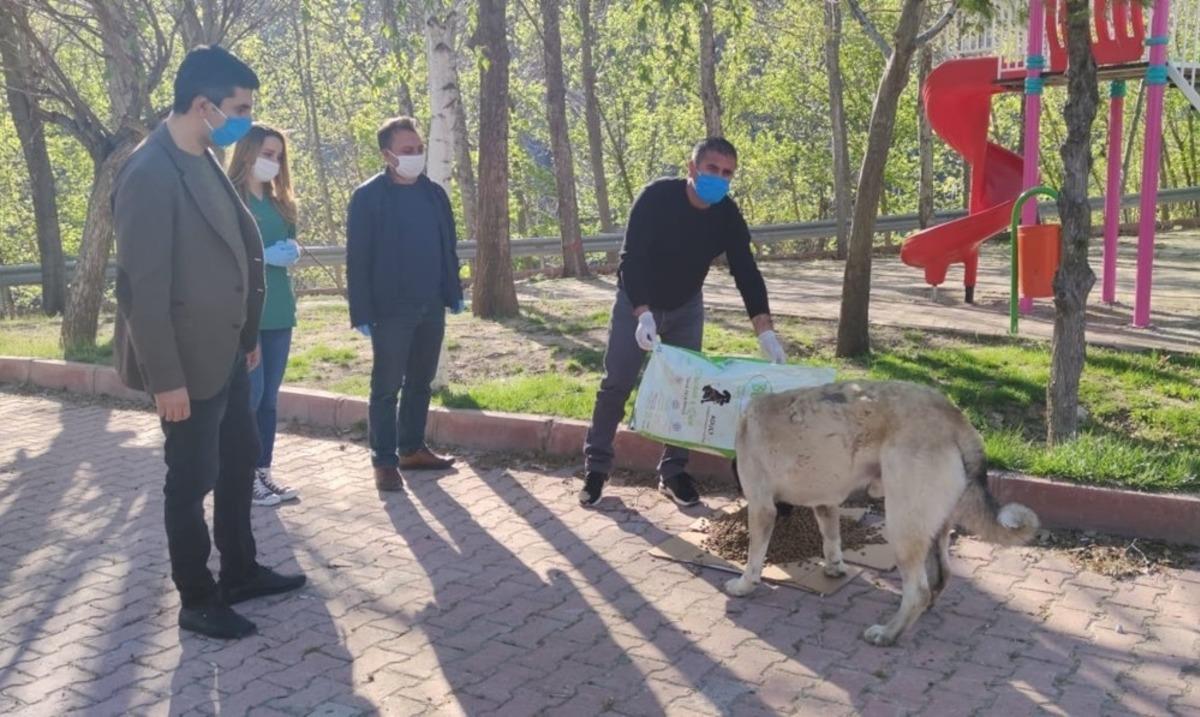 Sokak hayvanlarına yiyecek ve mama desteği