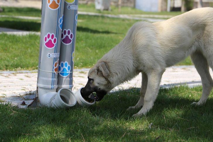Sivrihisar’da sokak hayvanları için beslenme alanları oluşturuldu G2