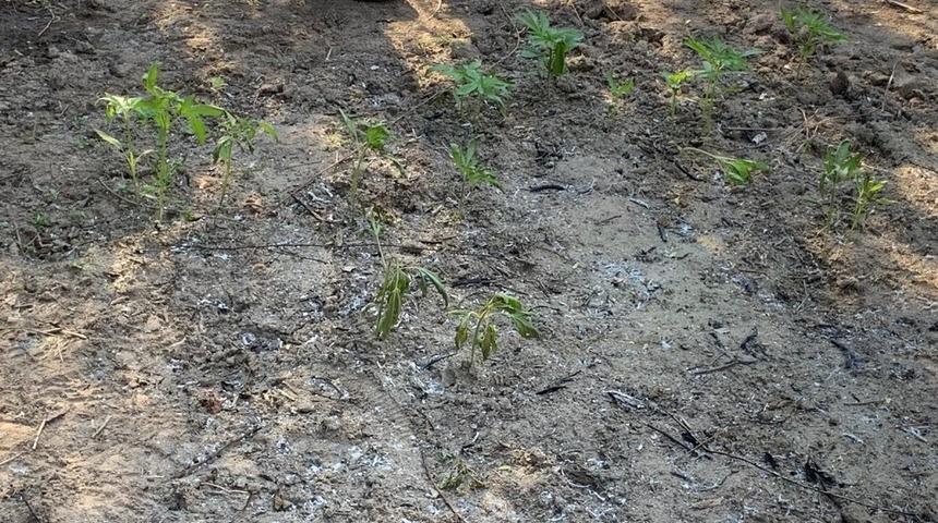 Gediz Nehri kenarında 55 kök kenevir ele geçirildi