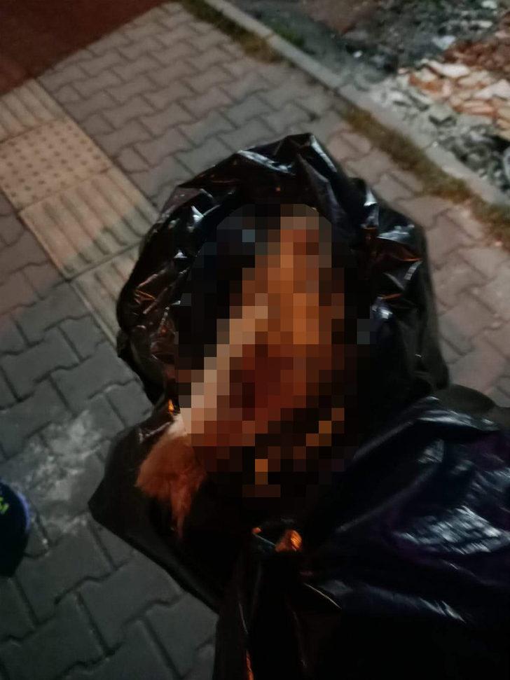 Esenyurt’ta vahşet: Köpeğin başını koparıp, patilerini kestiler G1
