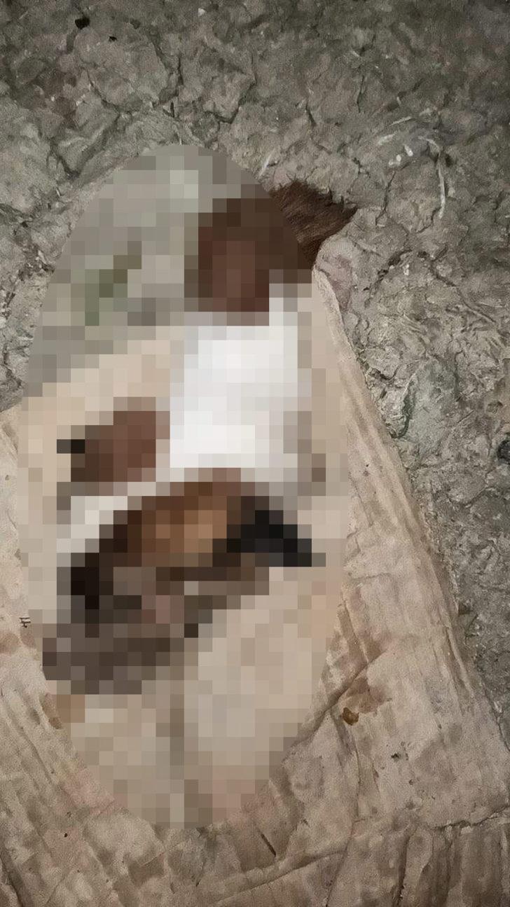 Esenyurt’ta vahşet: Köpeğin başını koparıp, patilerini kestiler G2