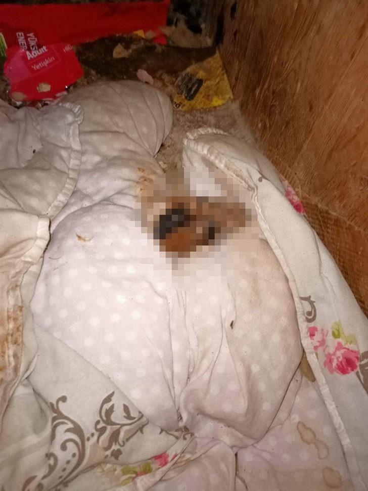 Esenyurt’ta vahşet: Köpeğin başını koparıp, patilerini kestiler G3