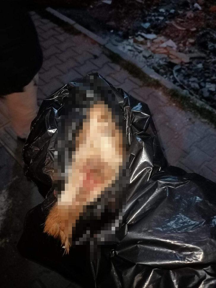 Esenyurt’ta vahşet: Köpeğin başını koparıp, patilerini kestiler G4