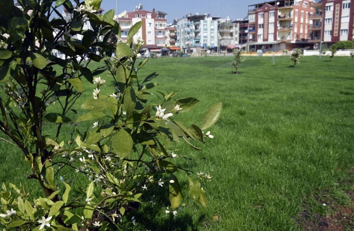 Kepez Belediyesinden, Kuzeyyaka&rsquo;ya portakal kokulu bah&ccedil;e