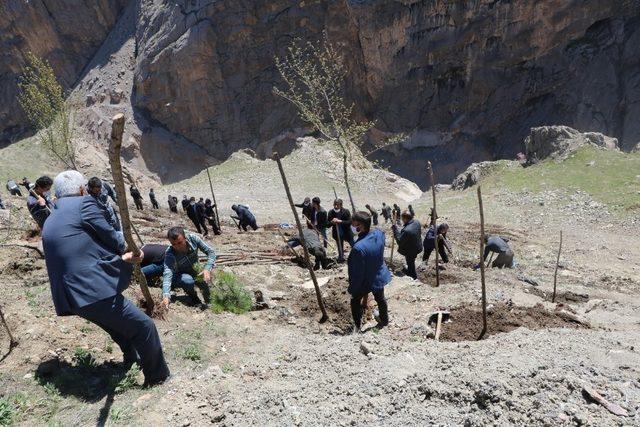 Hakkari’de bin adet fidan dikildi