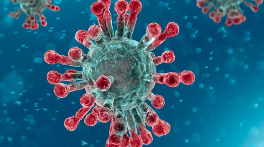 Bilim insanları 6 yeni koronavir&uuml;s t&uuml;r&uuml; keşfetti  