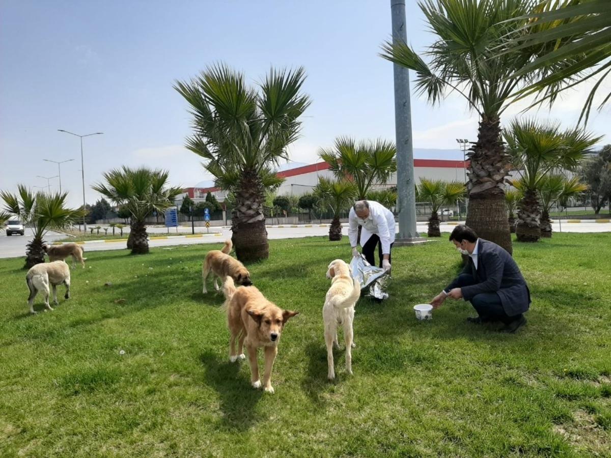 Sokak hayvanlarına şefkat eli