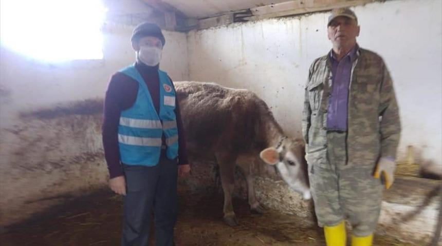 İneğini satıp parasını Milli Dayanışma Kampanyası'na bağışladı