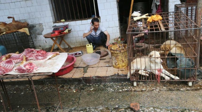 Bir şehirde daha kedi ve köpek eti tüketimi yasaklandı