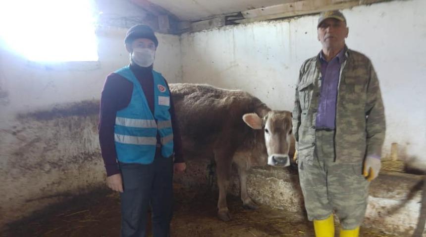 İneğini satarak, Milli Dayanışma Kampanyasına bağışladı.