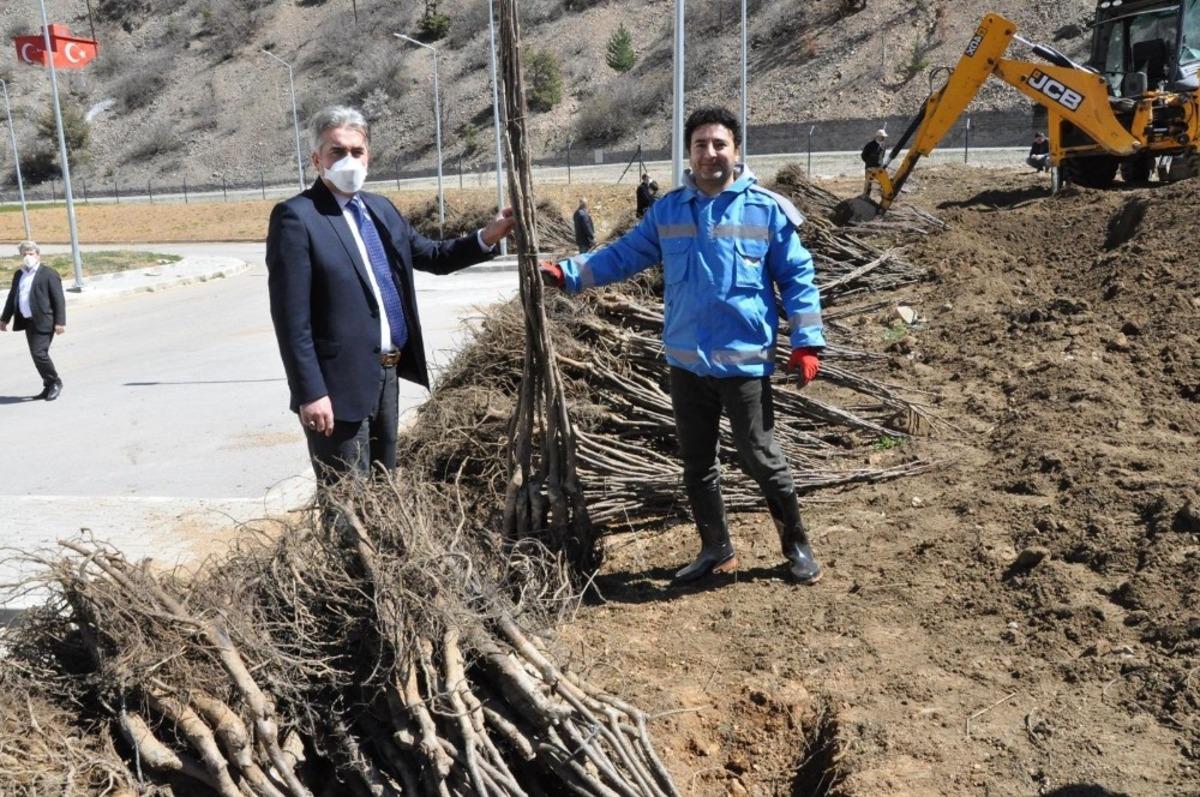 G&uuml;m&uuml;şhane Ceviz Vadisi olma yolunda ilerliyor