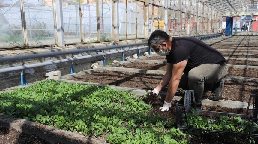 Erzincan&rsquo;da binlerce &ccedil;i&ccedil;ek toprakla buluşturulacak