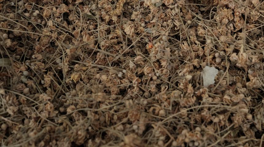 Yaprağı 150 liradan satılıyor!  Semptomları azaltmaya yardımcı...