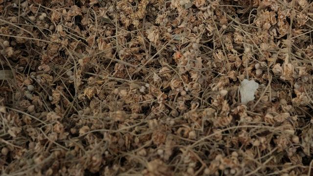 Yaprağı 150 liradan satılıyor!  Semptomları azaltmaya yardımcı...