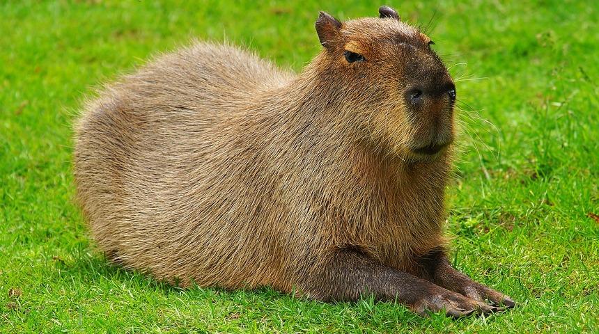Evde beslenen en ilginç hayvanlar