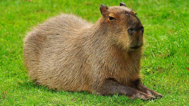 Evde beslenen en ilginç hayvanlar
