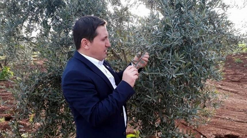 Zeytin&rsquo;de pamuklu bite karşı ila&ccedil;lanma &ouml;nerisi