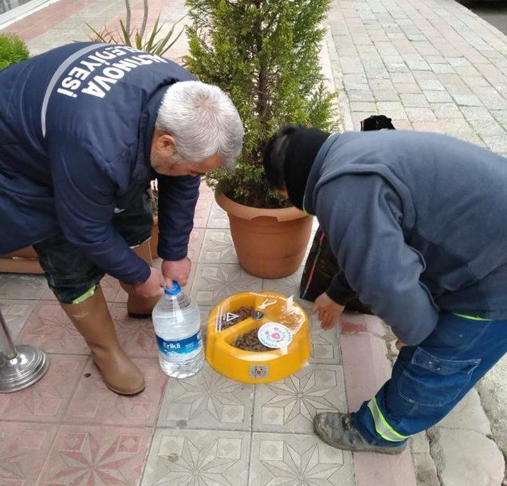 Altınova’da sokak hayvanları unutulmadı G2