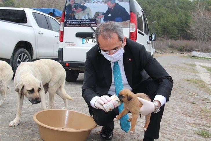 Kaymakam Pişkin sokak hayvanlarına yiyecek bıraktı G1