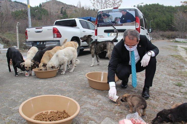 Kaymakam Pişkin sokak hayvanlarına yiyecek bıraktı G4