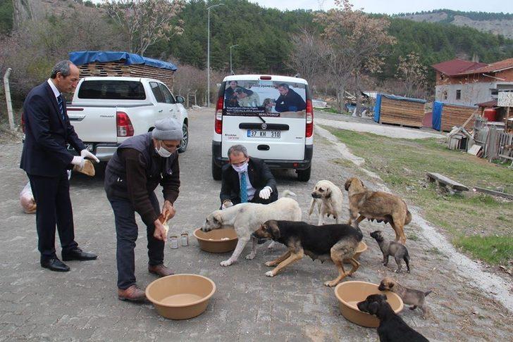 Kaymakam Pişkin sokak hayvanlarına yiyecek bıraktı G5