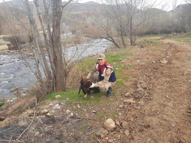 Yaralı bulunan şahin tedavi edildi