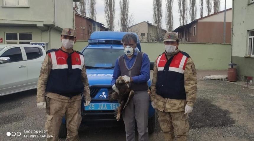 Yaralı bulunan şahin tedavi edildi