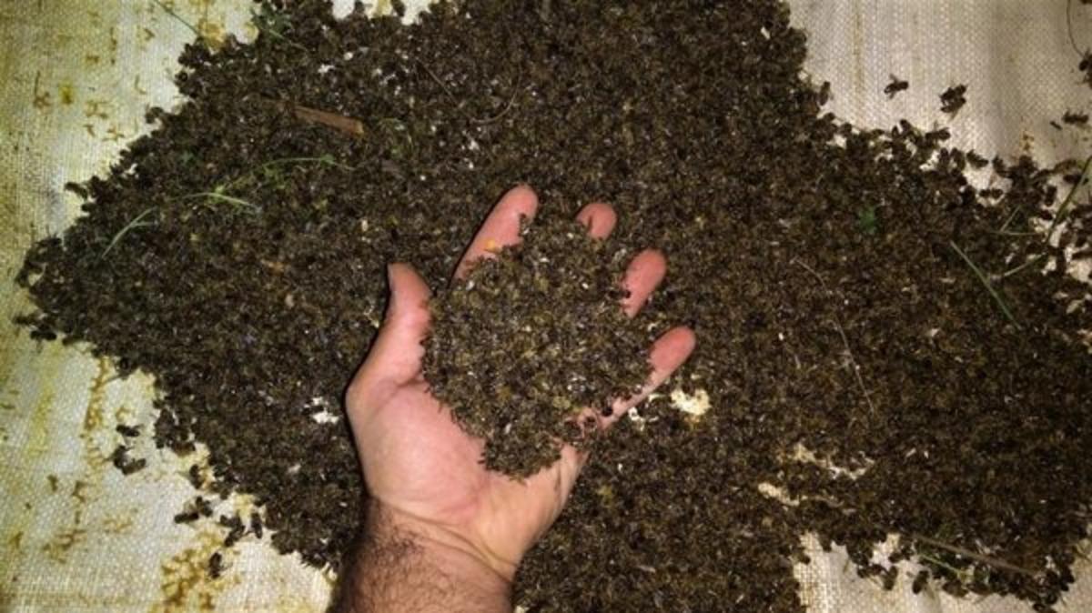 Bursa&rsquo;da binlerce arı &ouml;ld&uuml;!