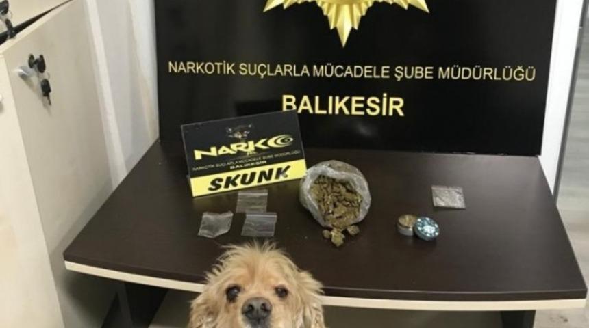 Narkotik k&ouml;peği &rsquo;Bath&rsquo;dan bingo