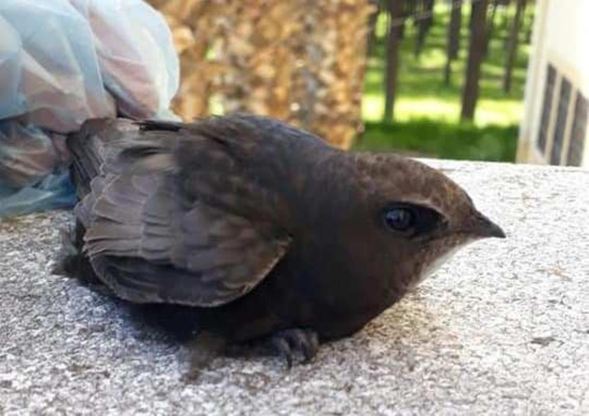 Okulun sınıfında Ebabil kuşu bulundu