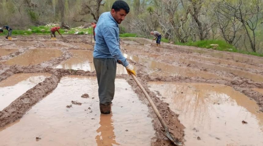 Din g&ouml;revlisi &ccedil;eltik tarlasında &ccedil;alışarak vatandaşa destek oluyor